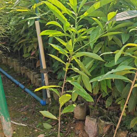 广州木荷袋苗