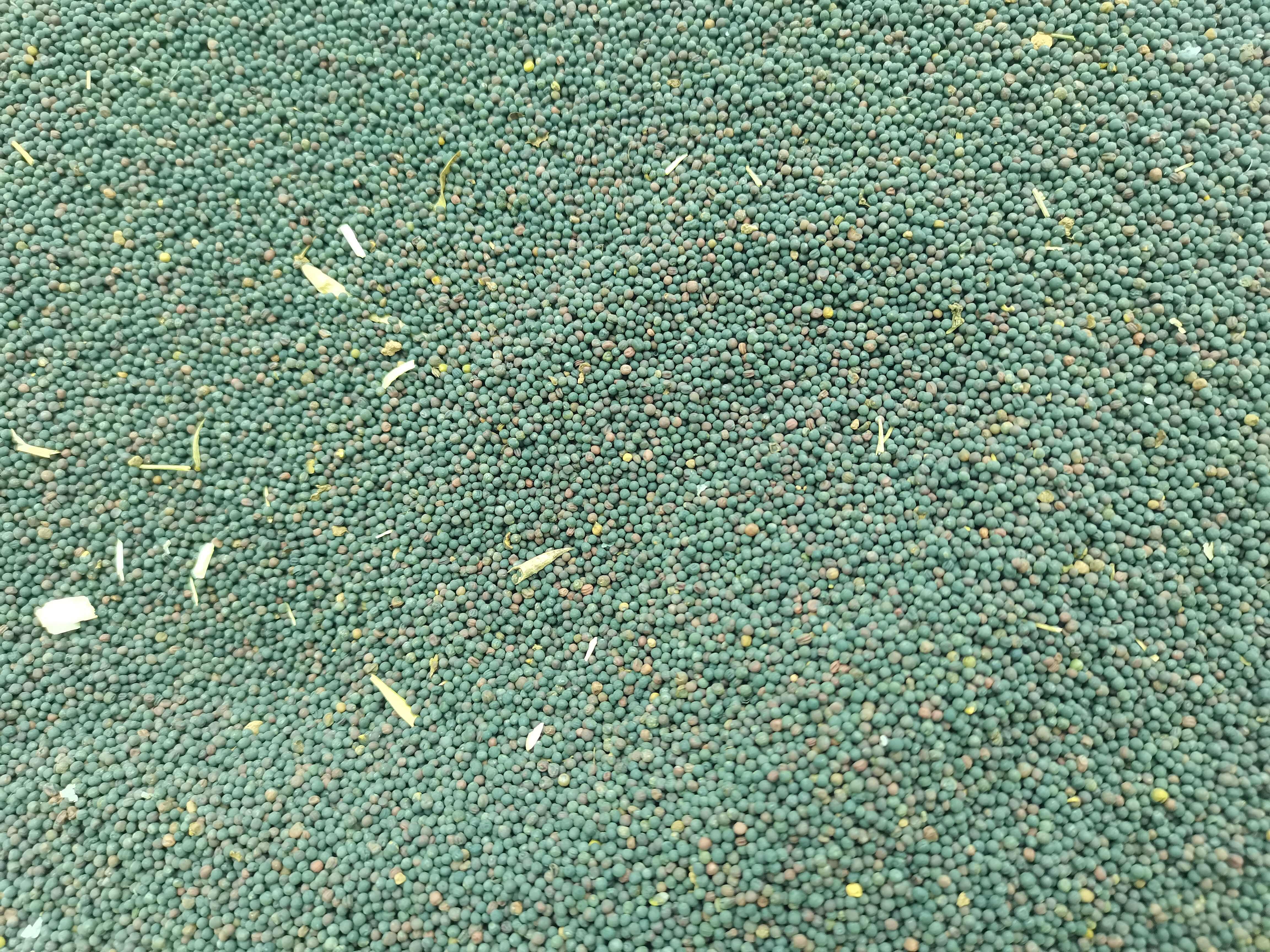 油菜籽