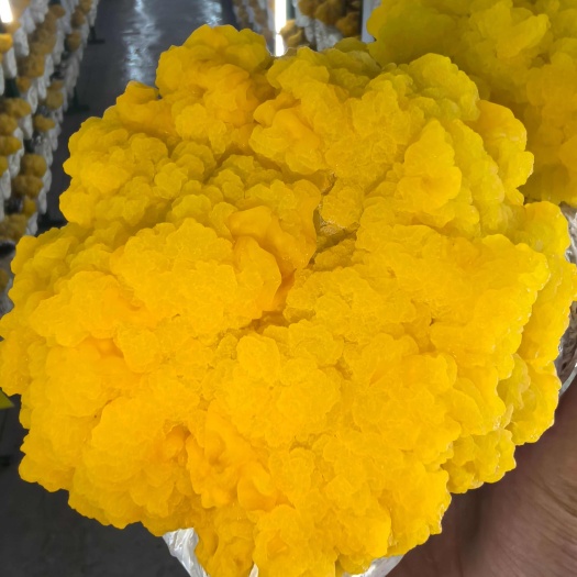 鄄城县现采现发新鲜金耳菌，基地种植，保质保量，量大优惠，欲购从速