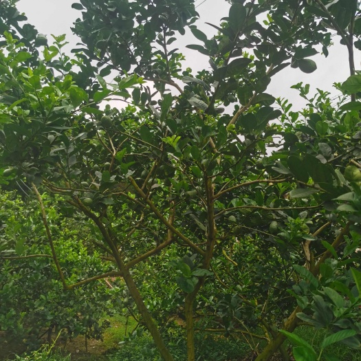 博白县广西香水柠檬