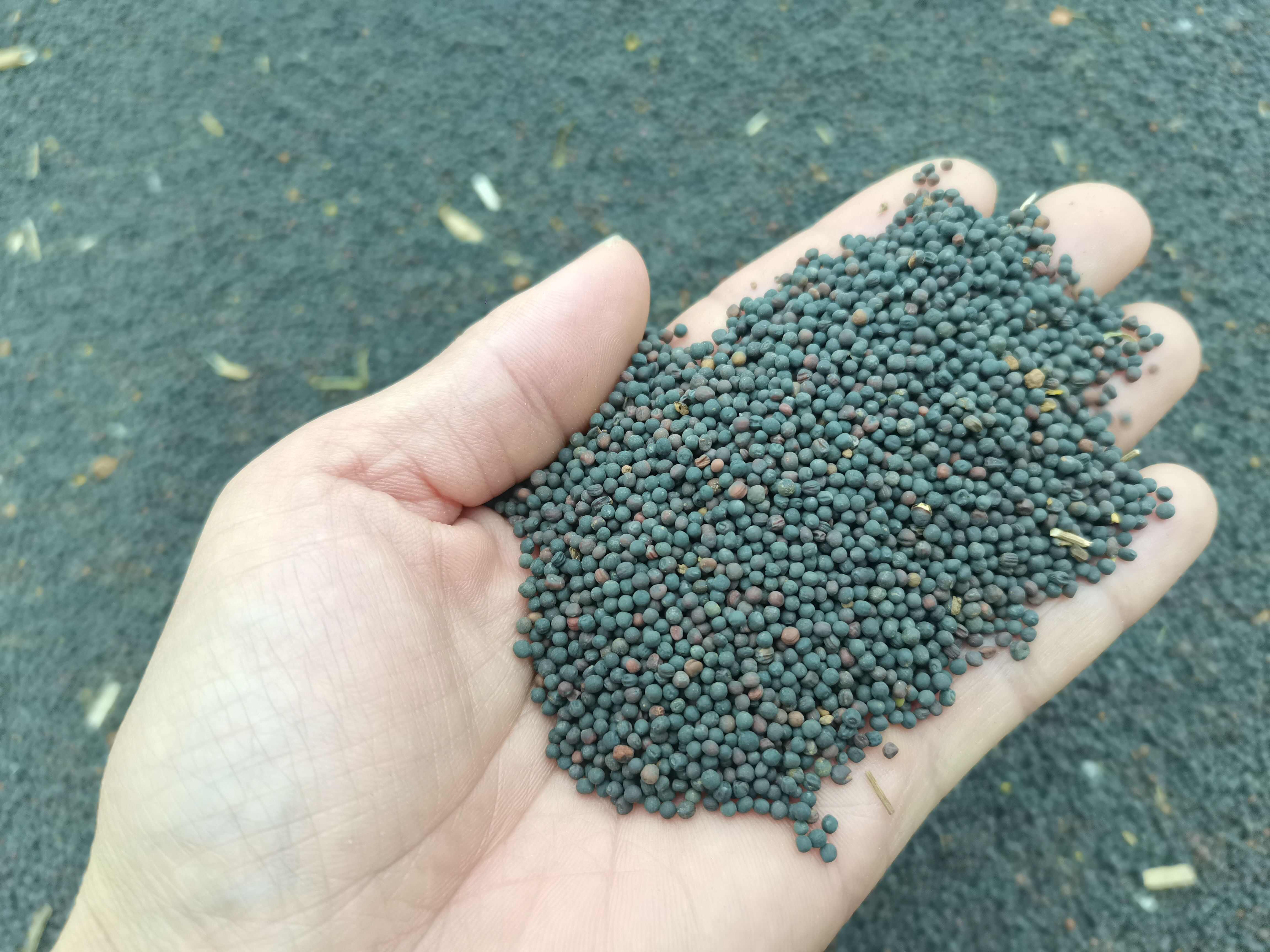 油菜籽