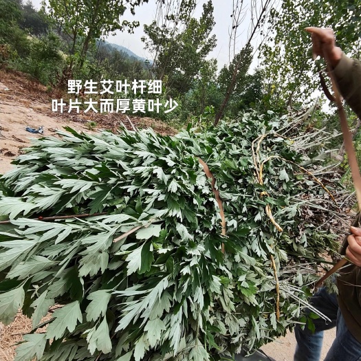 随县艾草大叶蕲艾手工精选干艾叶无杆净叶出绒多薰蒸洗护泡浴包邮