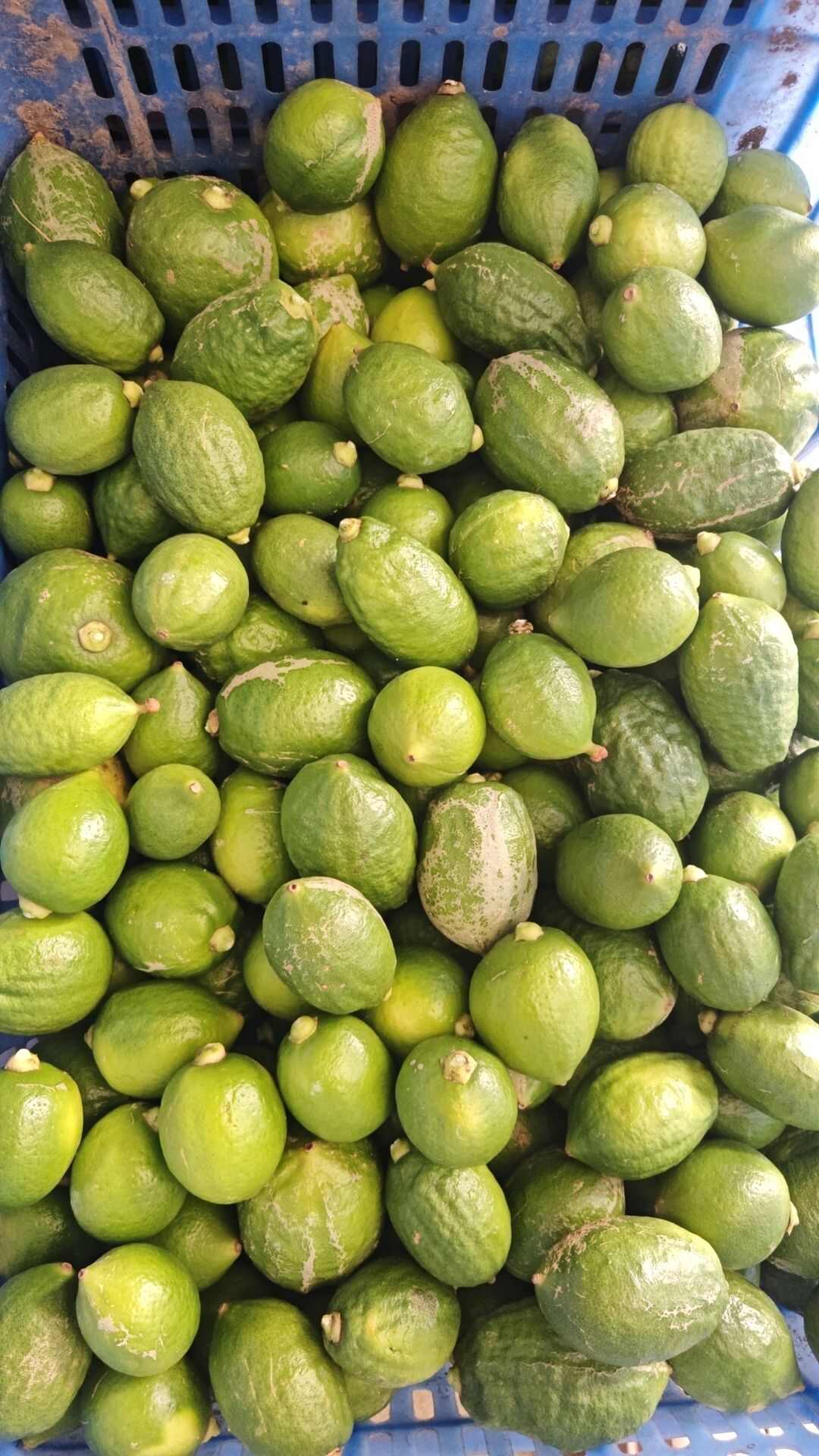 广州广东香水柠檬二级果