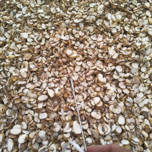 建始县恩施贝母