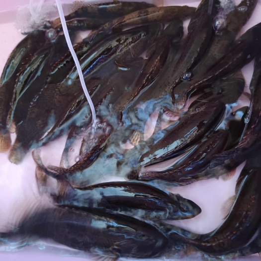 大河大眼鳜，斑鳜