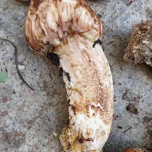 香格里拉松茸