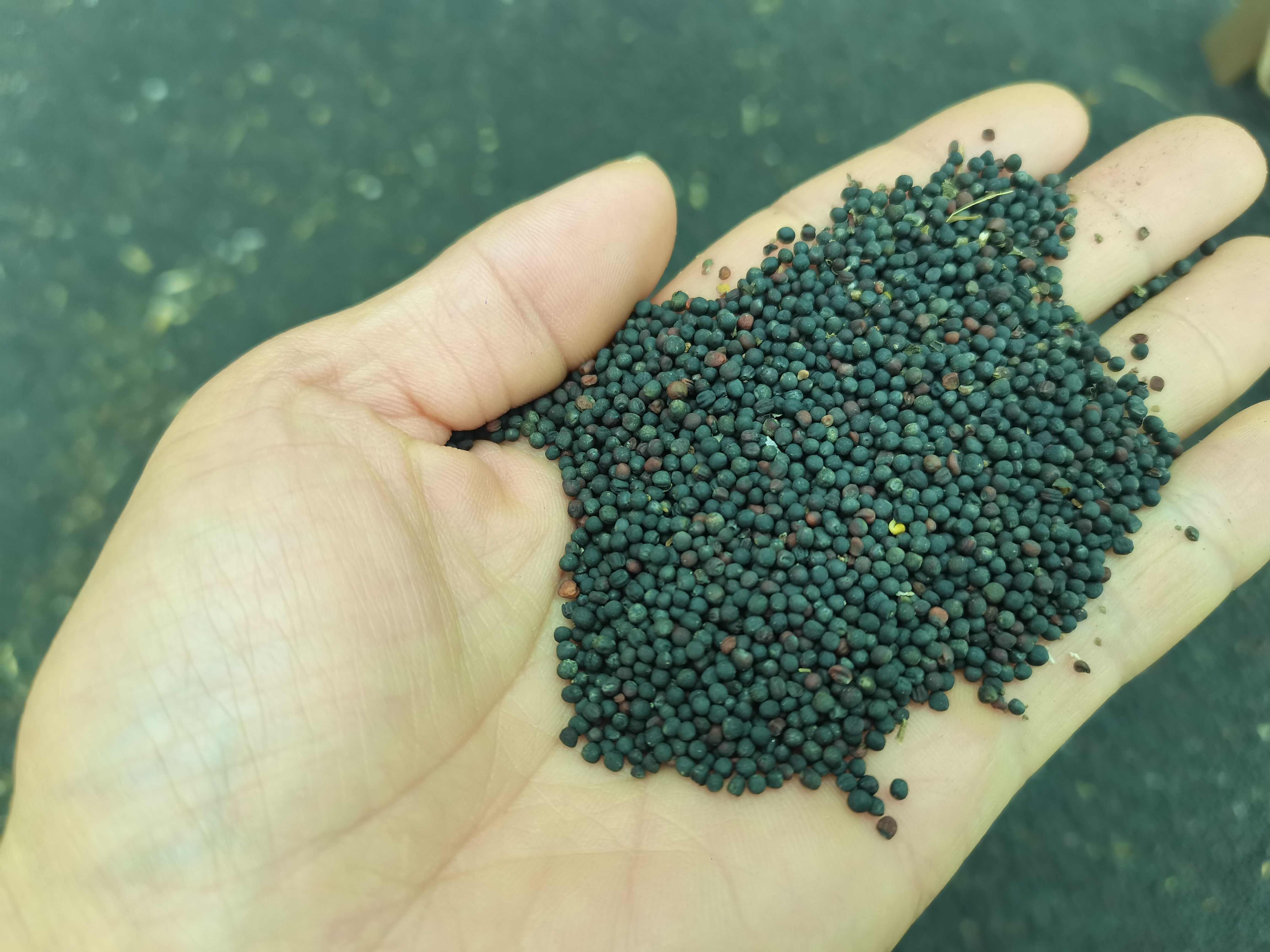 油菜籽