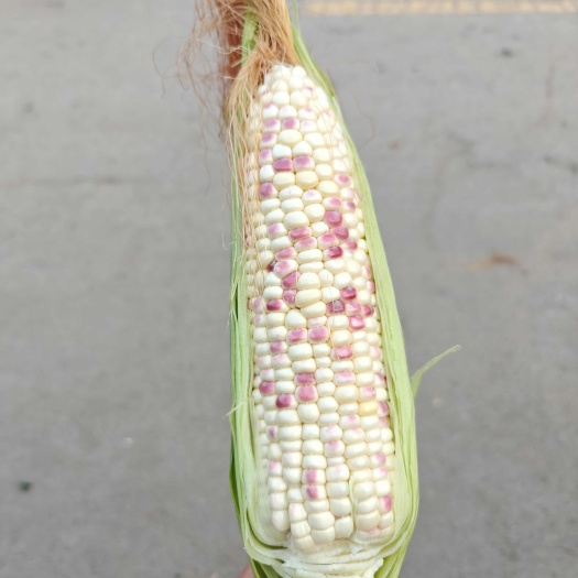 泰安花玉米