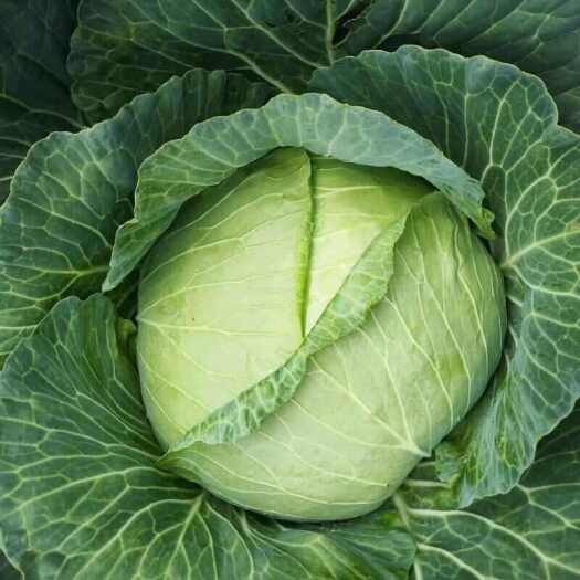 修文县包菜