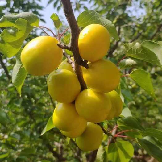 新泰市产地珍珠油杏。大量上市