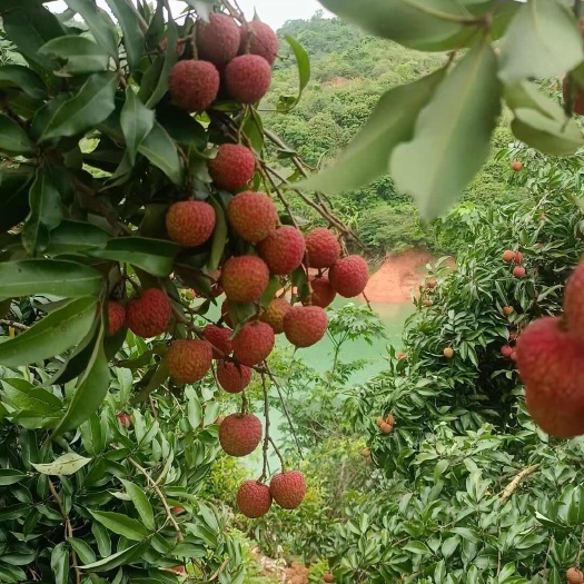 高州市广东茂名高州白糖罂荔枝新鲜现摘现发当季热带水果