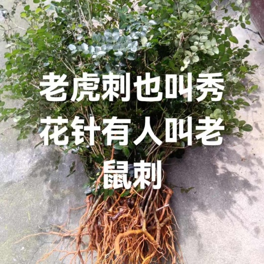 霞浦县绣花针