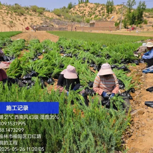 榆林沙地柏