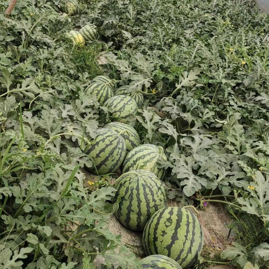 眉山美都