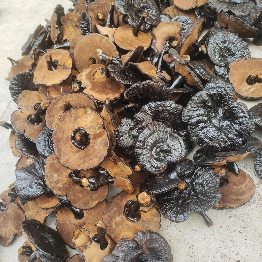 寻乌县短脚黑灵芝10公分以上