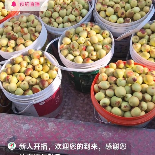 大荔县冬枣之乡欢迎各位客商采购