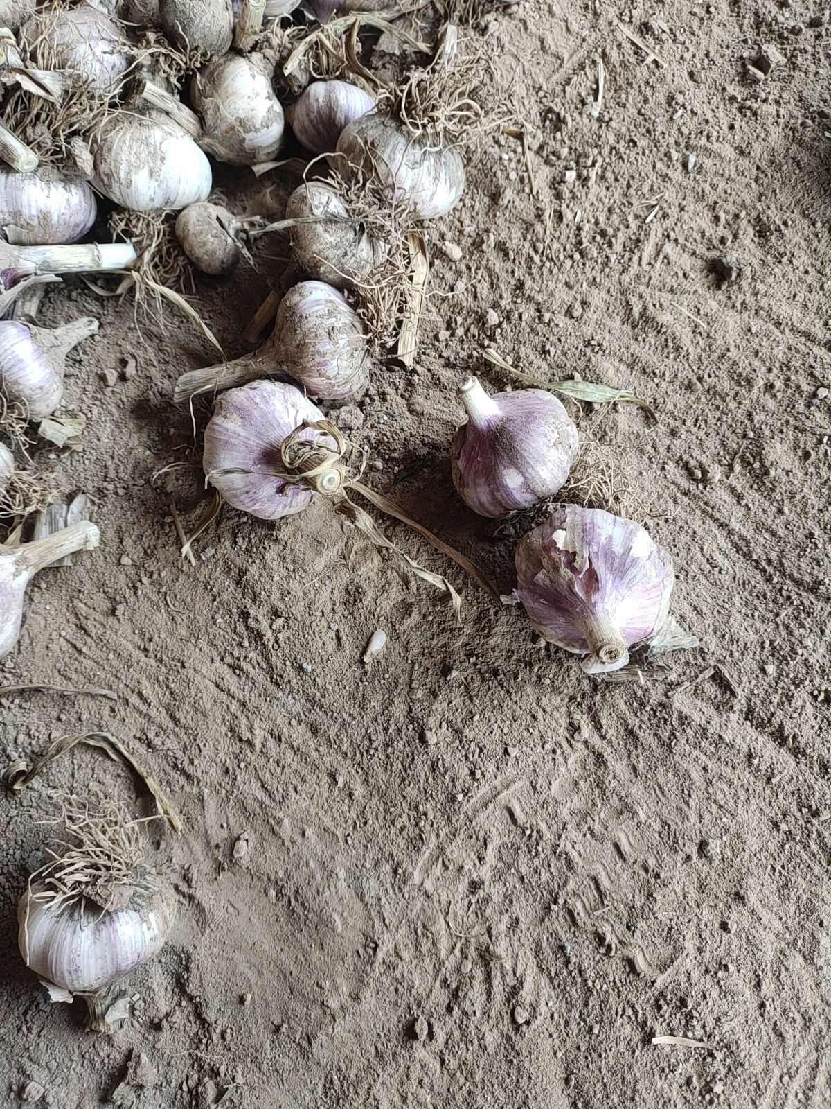 大青稞 米粒爆满  个头大 皮红