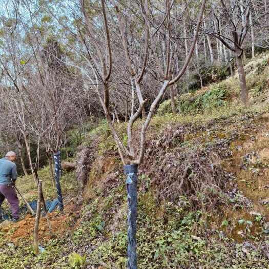 漳州福建山樱花2公分3公分5公分8公分10公分12公分