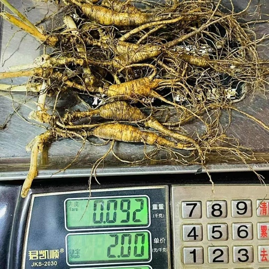 抚松县新鲜林下参，一组10支，嘎嘎新鲜老货