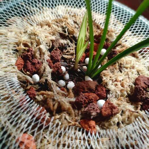 昆明云南昆明直发精品资源莲瓣兰中透盆栽苗木花草花卉园艺零售