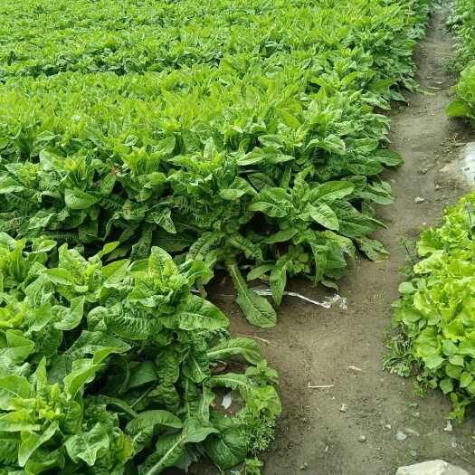 蔬菜基地出租