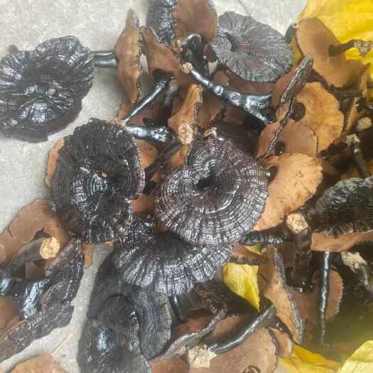 黑靈芝