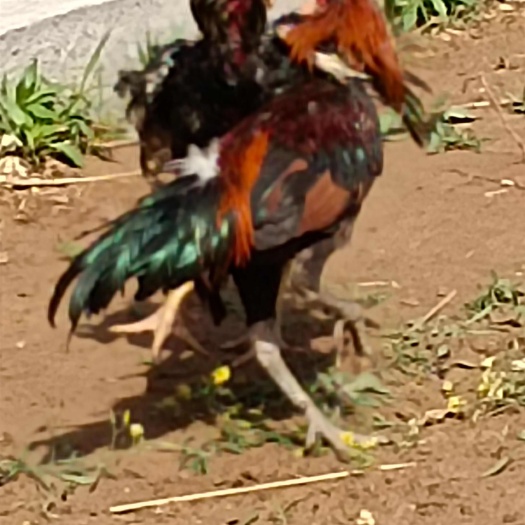 鲁西南斗鸡