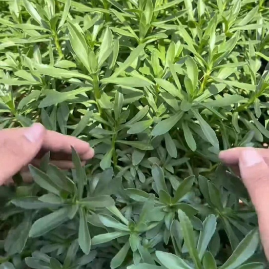 古县费菜，养心菜