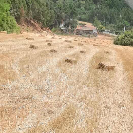 梓潼县干小麦秸秆