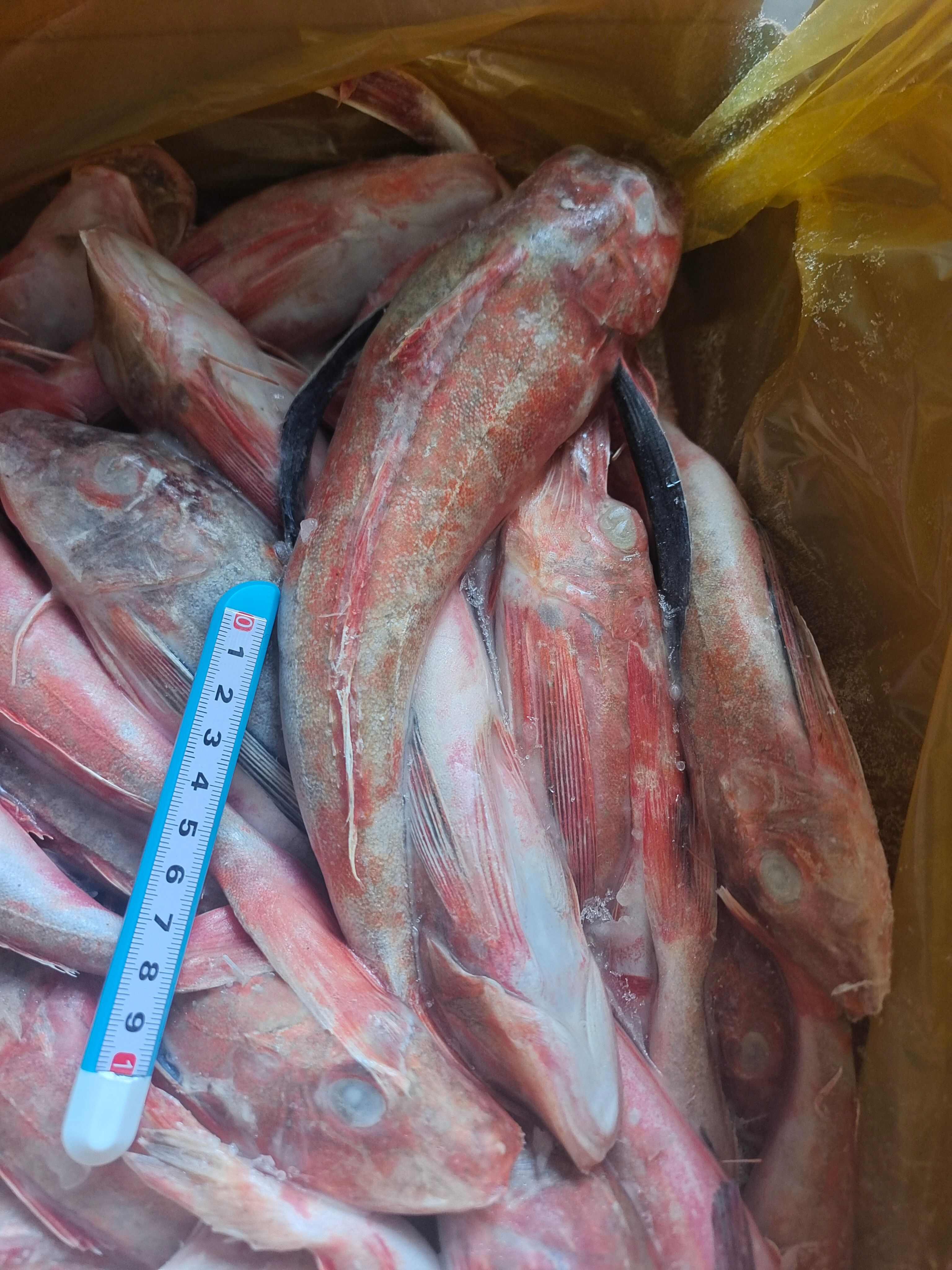 威海石岛红头鱼红娘子红鱼通货规格，价格实惠食堂餐饮加工均可