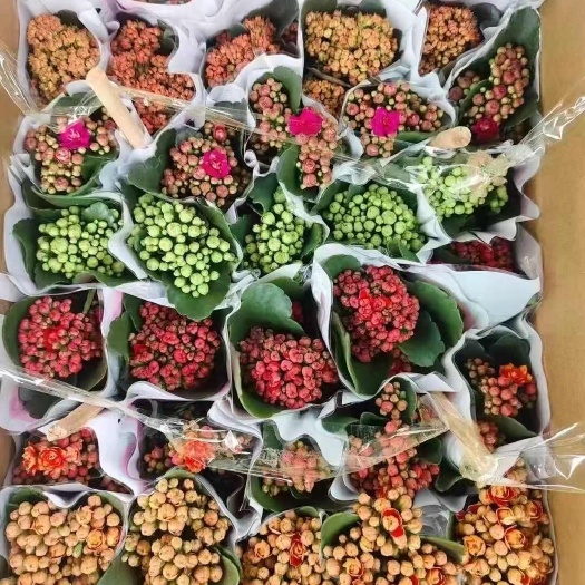 长寿花盆栽鲜活绿植 适宜赠礼与装饰
