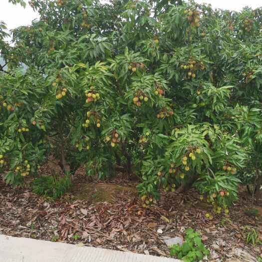惠东县荔枝  妃子笑  桂味  糯米糍
