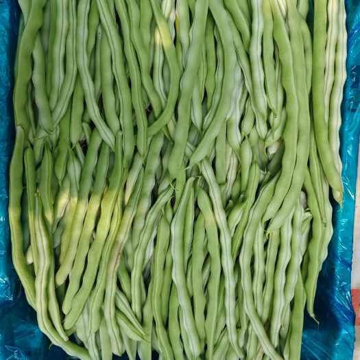 晋中架豆王豆角  豆角，四季豆。白不老产地直供，豆角细长直