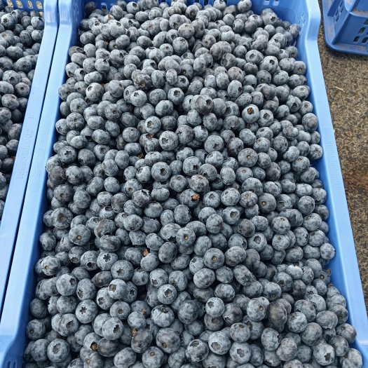 山东泰安新鲜露天蓝莓