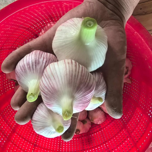 紫皮大蒜12亩找老板