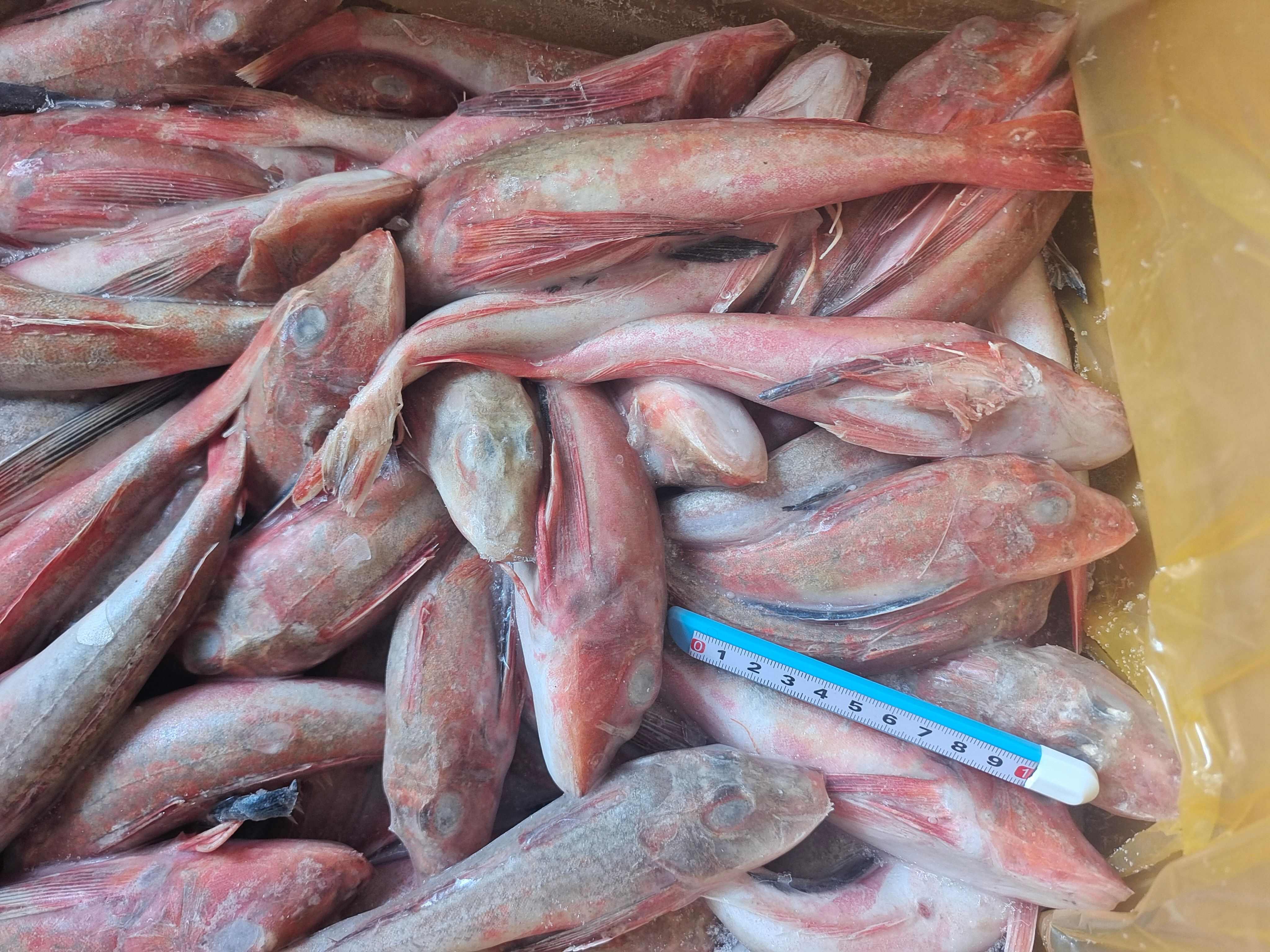 威海石岛红头鱼红娘子红鱼通货规格，价格实惠食堂餐饮加工均可