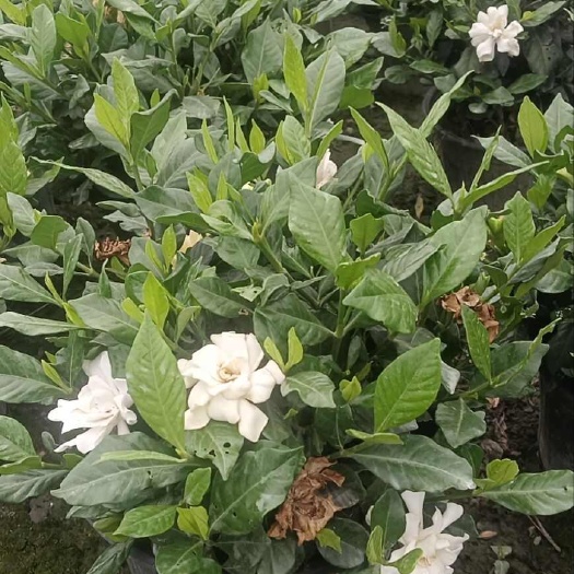 成都四季栀子花盆苗