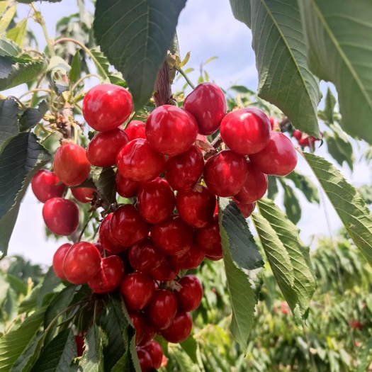 自种植大樱桃，新鲜爽口，现摘现发