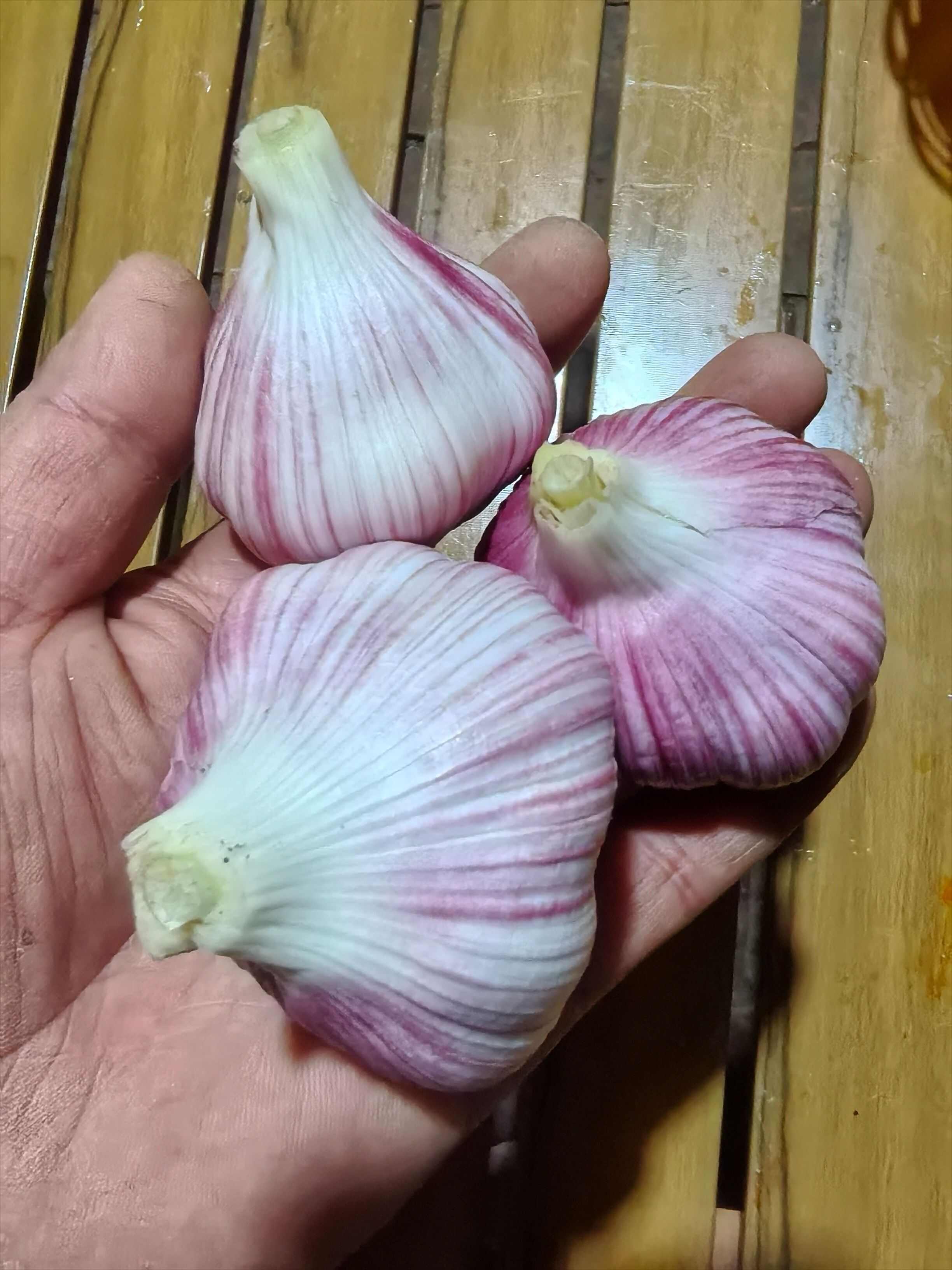 紫皮大蒜12亩找老板