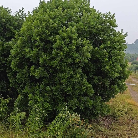 长沙杨梅树