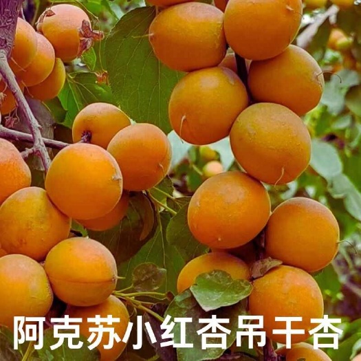 阿克苏市新疆特产阿克苏小红杏吊干杏新鲜採摘果园直发