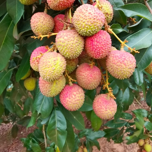 浦北县广西妃子笑大量上市