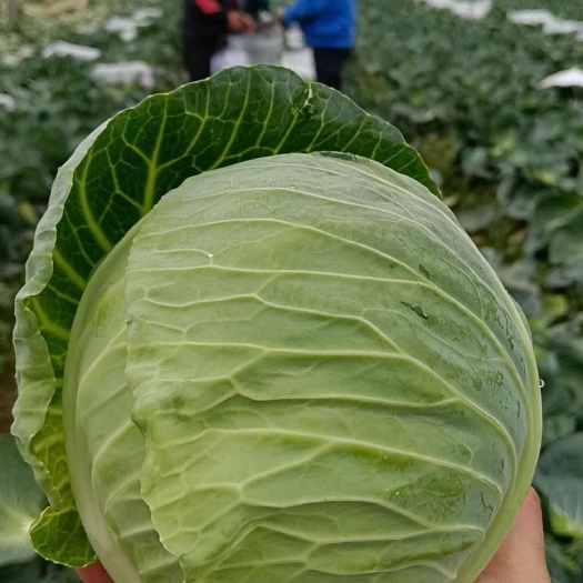 湖北嘉鱼潘家湾甘蓝上市中，基地货源，全国发货！