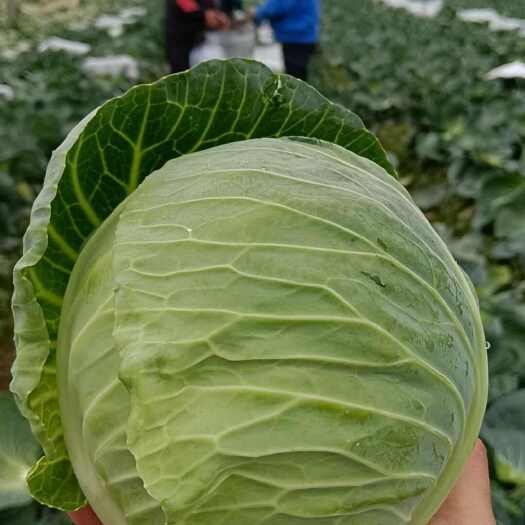 嘉鱼县湖北嘉鱼潘家湾甘蓝上市中，基地货源，全国发货！