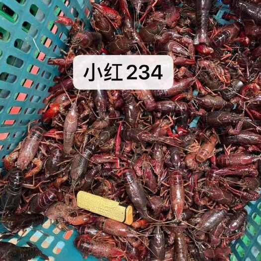 潜江市基地小龙虾直发
