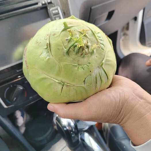 邯郸苤蓝