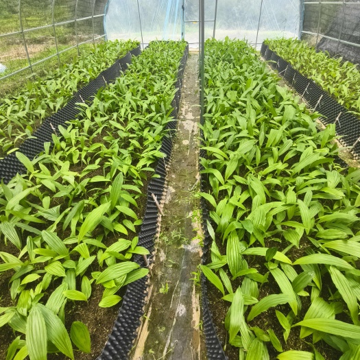 绥宁县冰球子种苗，多芽大叶紫花品种，提供种植技术指导