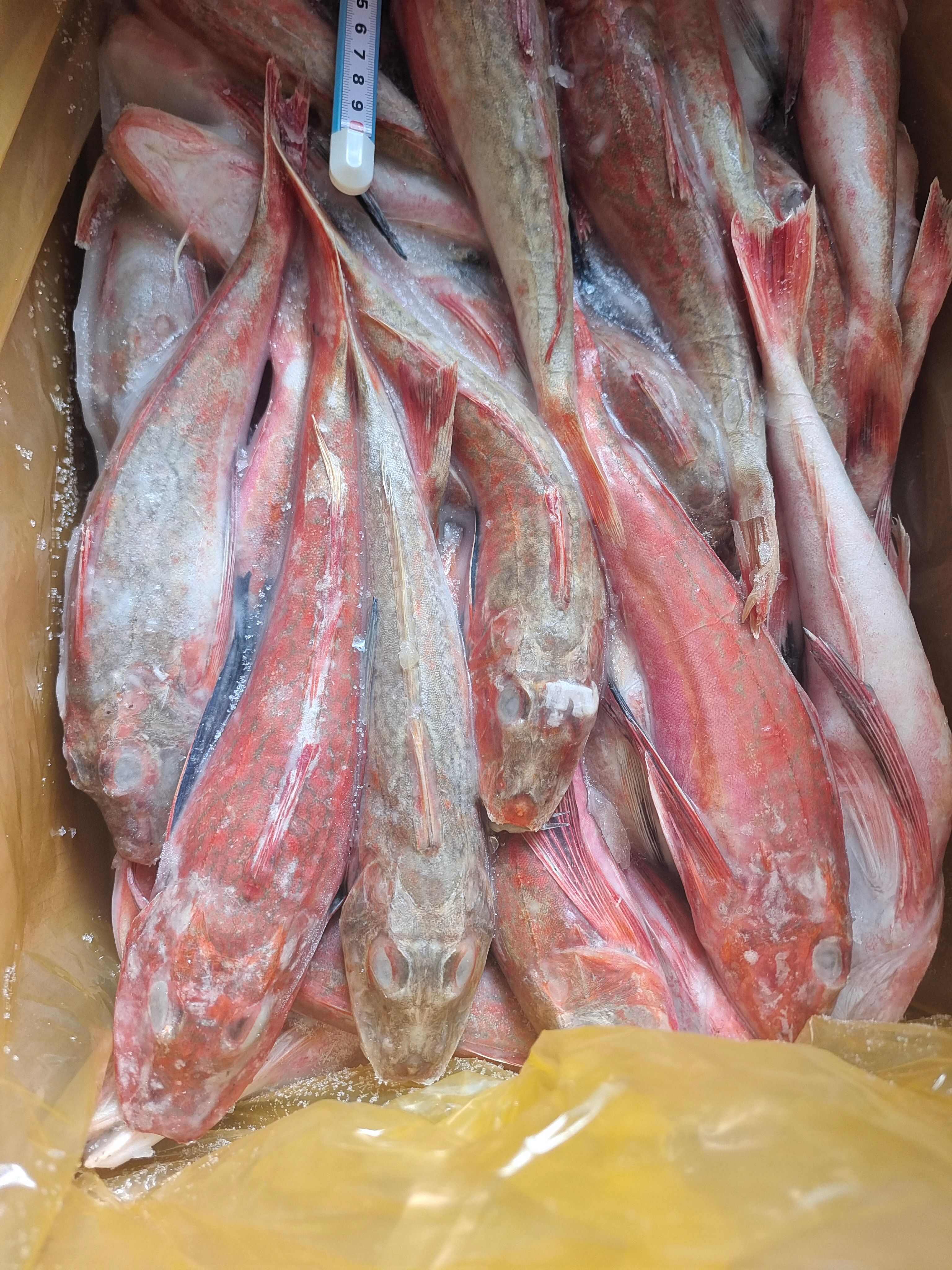 威海石岛红头鱼红娘子红鱼通货规格，价格实惠食堂餐饮加工均可