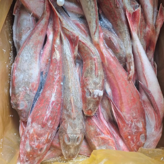 荣成市威海石岛红头鱼红娘子红鱼通货规格，价格实惠食堂餐饮加工均可