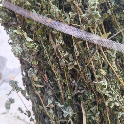 罗山县牛至，自然晒干，色青无根